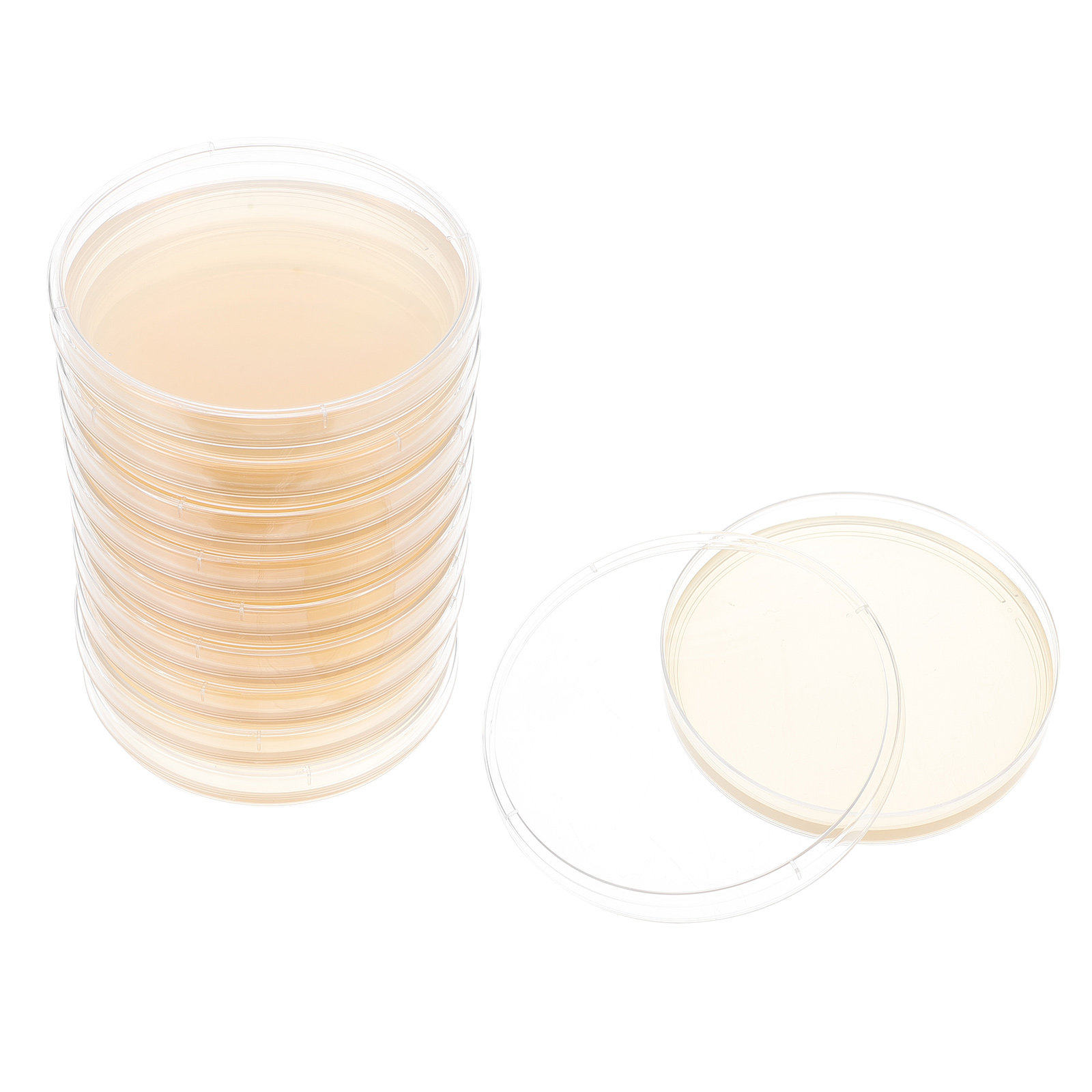10pcs Nutrient Agar Plates Pre - Science Project reseña y precio