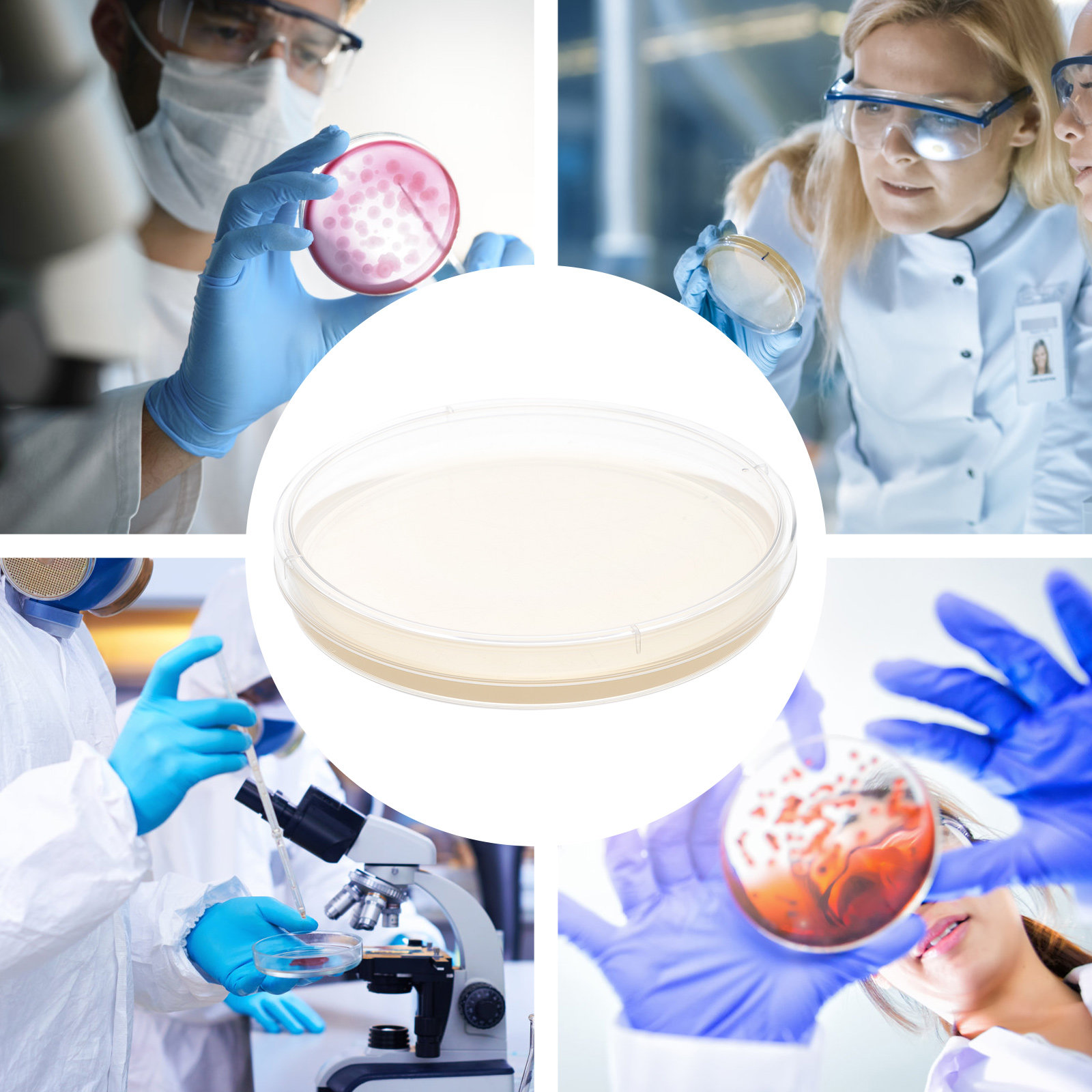 10pcs Nutrient Agar Plates Pre - Science Project reseña y precio