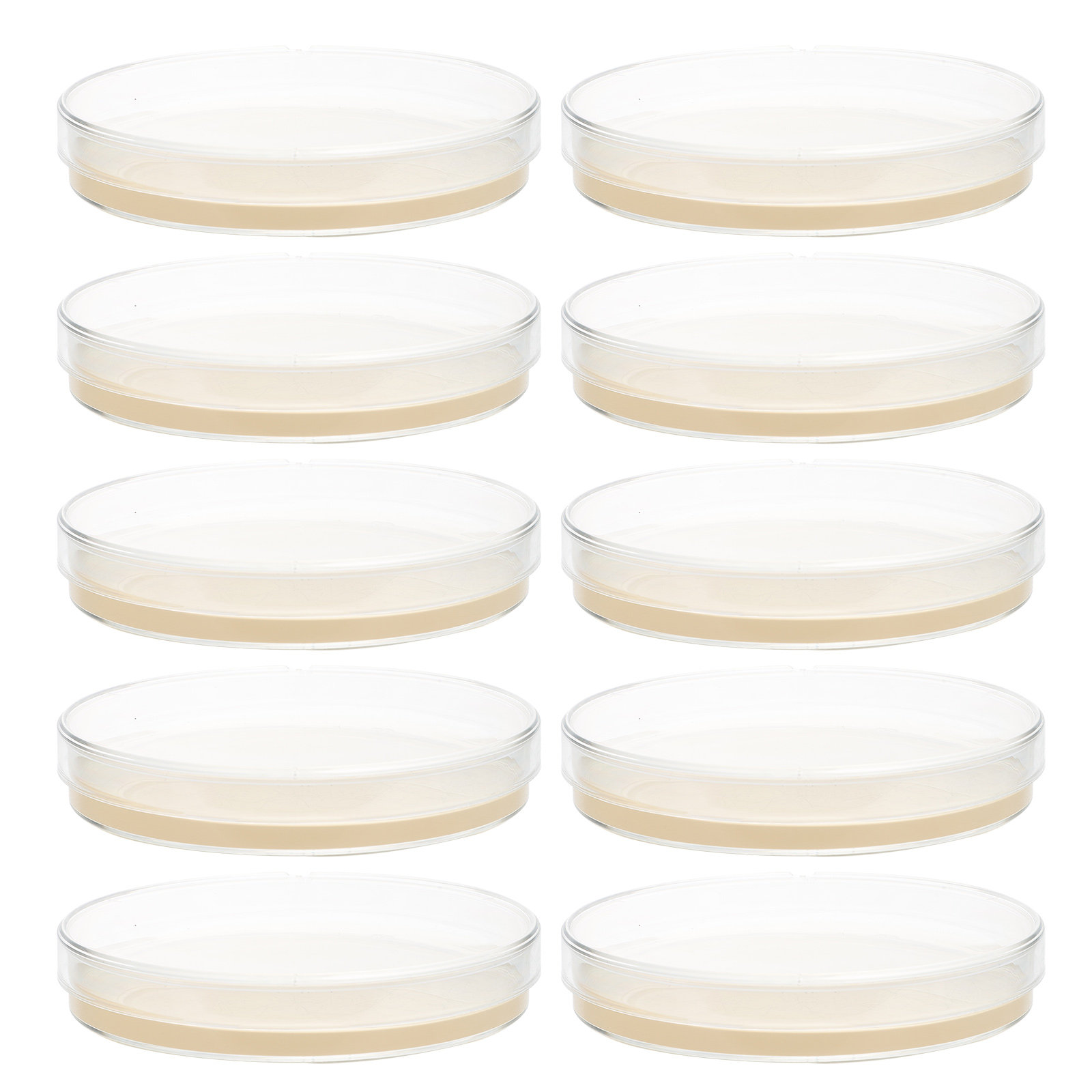 10pcs Nutrient Agar Plates Pre - Science Project reseña y precio