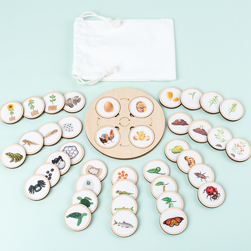 Life Cycle Board Montessori Ki - Science Nature reseña y precio