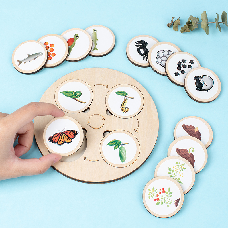 Life Cycle Board Montessori Ki - Science Nature reseña y precio