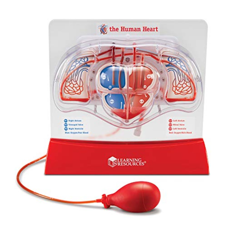 Science classroom STEM anatomy - Science Nature reseña y precio