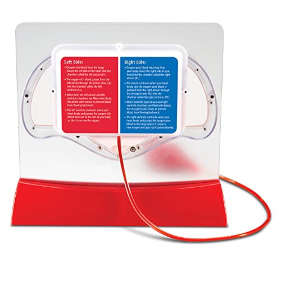 Science classroom STEM anatomy - Science Nature reseña y precio